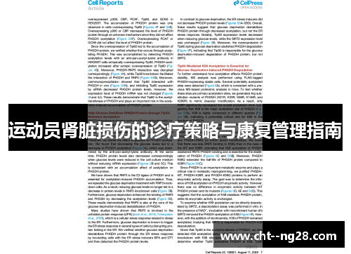 运动员肾脏损伤的诊疗策略与康复管理指南